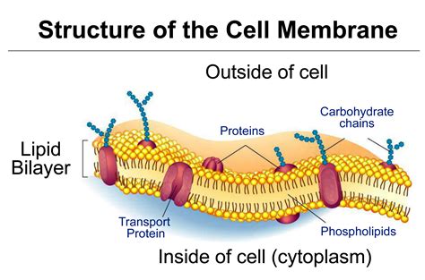 Image result for Simple Diffusion Cell Membrane