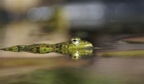 Green Frog Pond Free Stock Photo - Public Domain Pictures