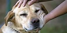 Make Your Pet A Part Of Your And Home A Few Ideas For How To Make Your Apartment Ready For A Guest by Dogs Prefer Petting Way More Than You Thought Huffpost Make Your Pet A Part Of Your And Home A Few Ideas For How To Make Your Apartment Ready For A Guest