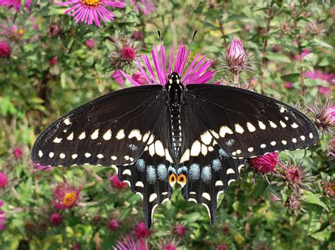 Male eastern black swallowtail (Eastern USA) : r/Butterflies