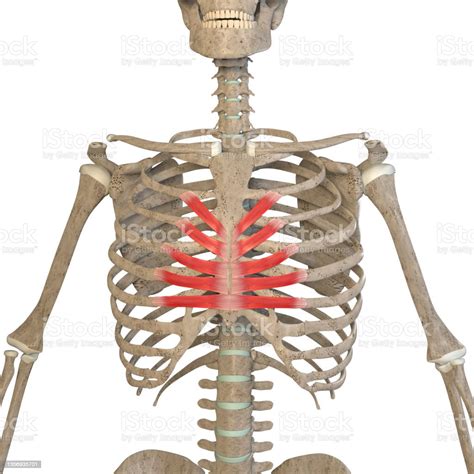 3d Illustration Of The Transversus Thoracis Muscles On White Background Stock Photo - Download ...