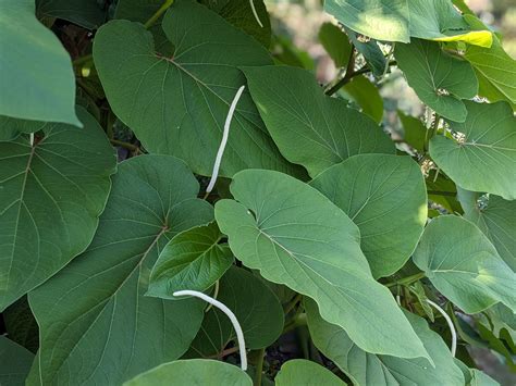 Root Beer Plant (Piper auritum) | Sage's Acre