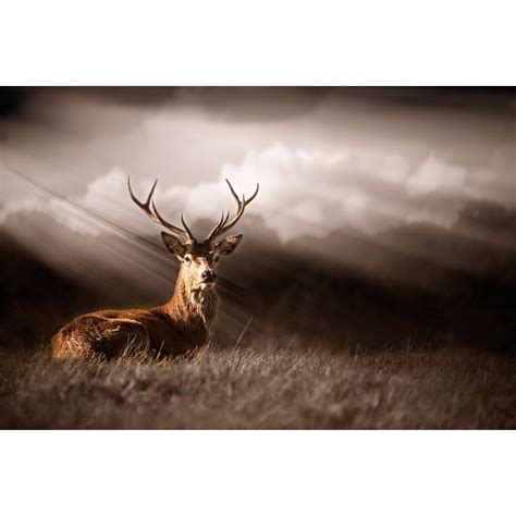Pine Stretched Framed 1 Panel - Stag in the sunlight - Canvas Print ...