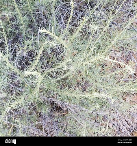 California sagebrush (Artemisia californica Stock Photo - Alamy