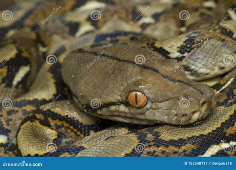 Image result for Reticulated Python with Kid