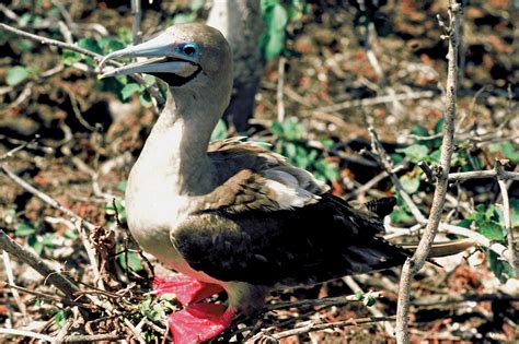 Red-footed booby | bird | Britannica