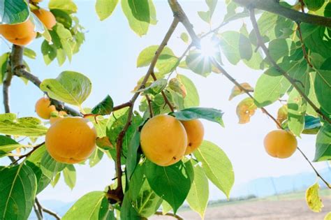 Image result for Link Style Sheet CSS with HTML