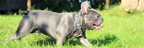 Breeding of Dogs with Genetic Disorders - FOUR PAWS International ...