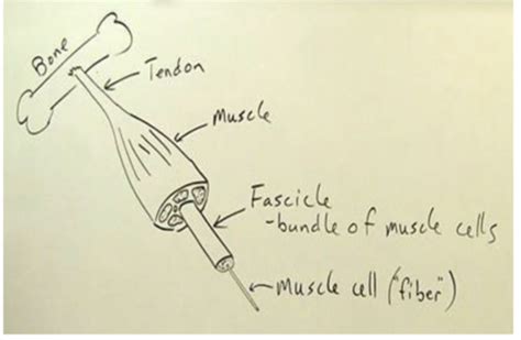 Image result for Exploding Muscle