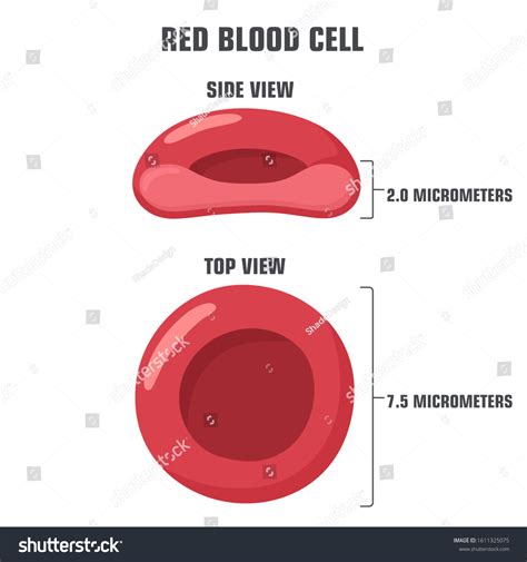 Red Blood Cell Diagram