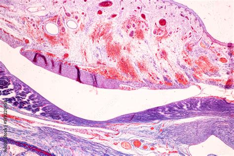 Image result for Finger Under Microscope