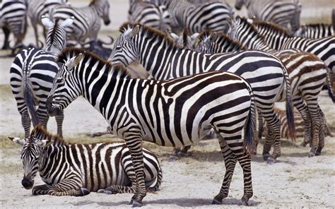 非洲野生动物热带斑马群居动物壁纸_主题酷魅