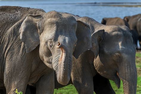 Sri Lankan Elephant 2025: Incredible Facts, Habitat, Diet & More