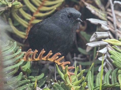 Paramo Tapaculo - eBird