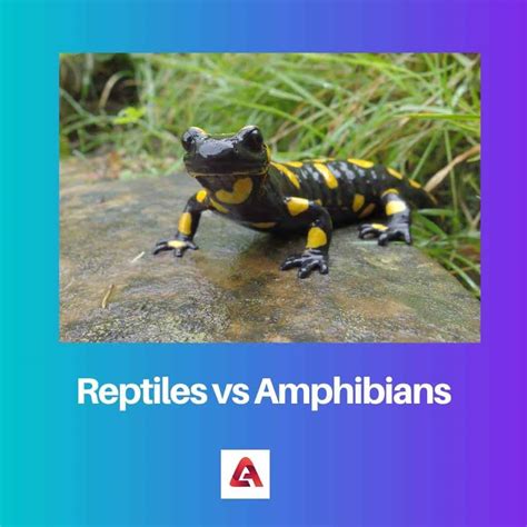 Reptile Amphibian Difference at Charles Macias blog