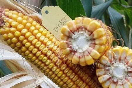 登海排名第一的玉米品种