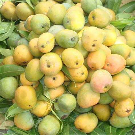 Mango Kothapalli kobbari(Grafted)- Fruit Plants & Tree– Exotic Flora