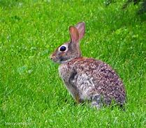 Image result for Animals Rabit