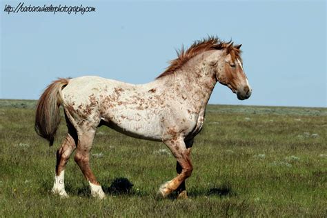 Strawberry Roan Horse Appaloosa