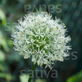 Allium ampeloprasum 'Ping Pong' » Acheter des semences bio en ligne ...