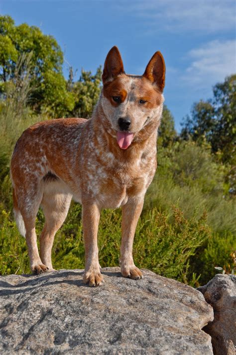 Red heeler | Heeler puppies, Blue heeler dogs, Cattle dog