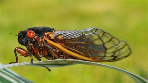 See cicada Brood XIV emerge on Cape Cod: Last seen in 2008