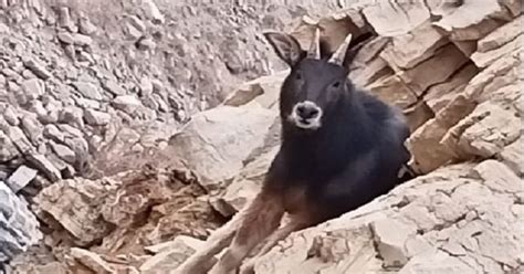 It Was Believed That The Himalayan Serow Was Extinct, Now It's Been ...