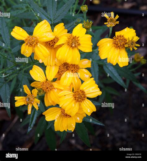 Mexican marigold tagetes lucida hi-res stock photography and images - Alamy