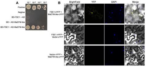 A Novel Effector, FSE1, Regulates the Pathogenicity of Fusarium ...
