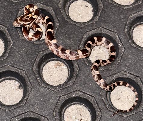Baby Black Corn Snake