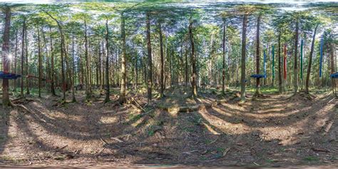 Image result for Equirectangular Forest