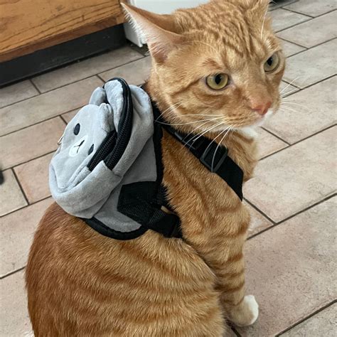 Adjustable Pet Backpack, Small Cats and Dogs - Etsy | Kittens cutest ...
