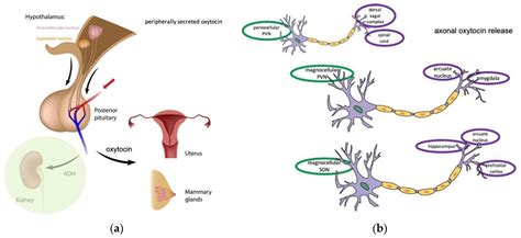 Oxytocin: A Multi-Functional Biomolecule with Potential Actions in Dysfunctional Conditions ...