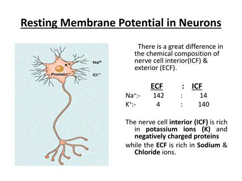 Image result for Threshold vs Resting Membrane Potential