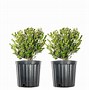Image result for Wintergreen Boxwood Growth Rate