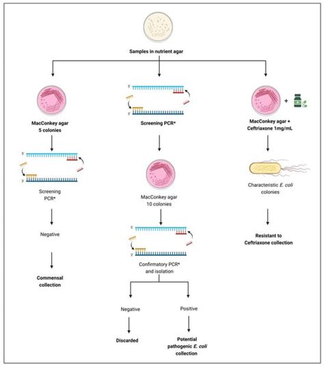 Epidemiology, Virulence and Antimicrobial Resistance of Escherichia ...