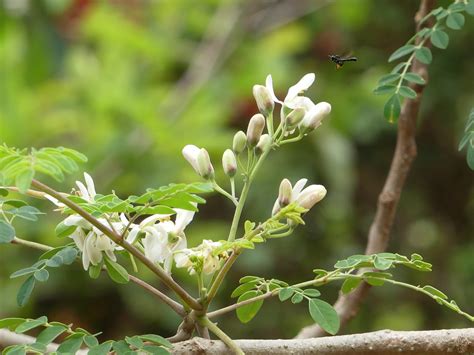 How to Grow a Drumstick Plant (Moringa) for Year-Round Greens - Garden ...