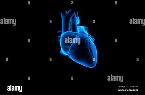 Image result for Full Animation On Heart Function