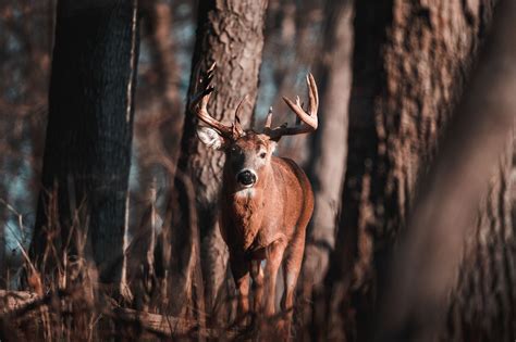 A Guide To Deer Season Virginia 2025 | HuntWise