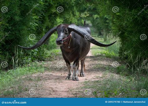 Beautiful Long Horned Buffalo Stock Photo - Image of farm, field: 289379780