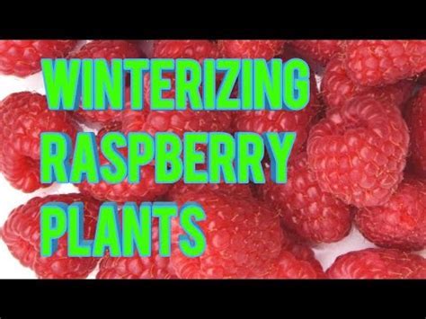 Image result for Winterizing Raspberry Plants