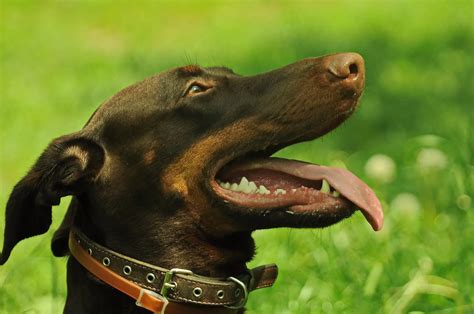 Healthy vs Unhealthy Gums in Dogs