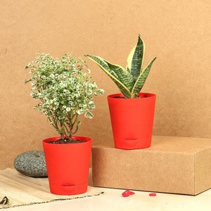 Floweraura Snake Plant Price in India - Buy Floweraura Snake Plant ...