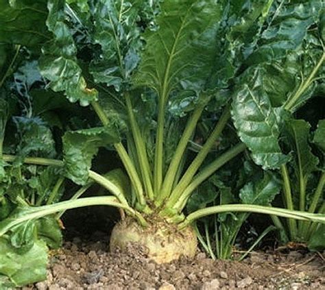 Sugar Beet Seeds | Holmes Seed Company