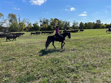 Andora Farm Cattle Drive and Team Penning , 17275 Germanna Hwy ...