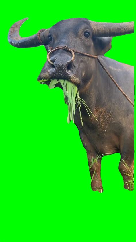 Capcut Templates - Green Screen Capcut Templates