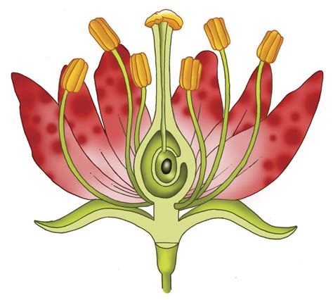 flower diagram unlabeled