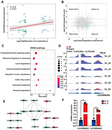 Transcriptome-Wide m6A Methylome Profiling in Sorghum following GA3 ...