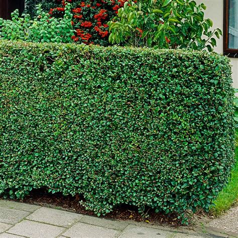 Privet Hedge Plants