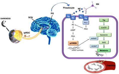 Biomolecules | Special Issue : Therapeutic Aspects of Circadian Rhythms